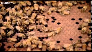 Behind the Beehive - The Code - Episode 2 - BBC Two