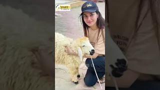 Pakistan Celebrity Enjoying Eid || Qurbani #cow #celebrity #qurbanicollection #asimazhar #actor