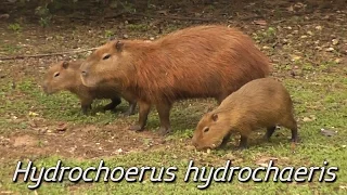 Family of capybaras (Hydrochoerus hydrochaeris)