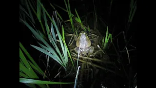 Bullfrog sounds in the night.