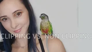 THE TRUTH...CLIPPING MY BIRDS WINGS AND WHY I DID IT