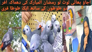 Lalukhet Exotic Birds Market 17-3-2024 update | Biggest Lalukhet Sunday Birds Market 17-3-2024 |