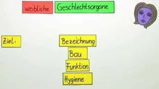 Geschlechtsorgane der Frau | Biologie | Humanbiologie