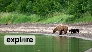 EXPLORE HIGHLIGHT | 402 reunites with her missing cub