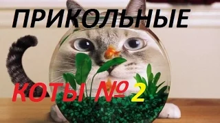 ПРИКОЛЫ С КОТАМИ 2016/ ПОДБОРОЧКА №2