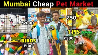 Mumbai Cheap Pet 🦮 Market 2023|| Mumbai Exotic Pet Shop || Pet Market Mumbai || Nawaz Shaikh NS Vlog