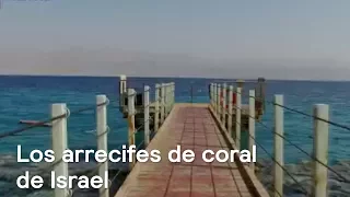 Por el Planeta: Los arrecifes de coral de Israel, la tierra prometida - Despierta con Loret