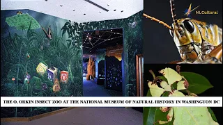 The O  Orkin Insect Zoo at the National Museum of Natural History in Washington DC