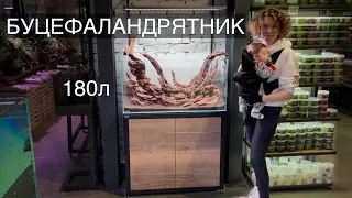 Аквариум для  БУЦЕФАЛАНДР / Запуск Аквариума 180 л / 1 часть