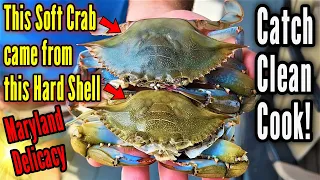 Amazing Soft Shell Crabs for DINNER! Everything You NEED to Know