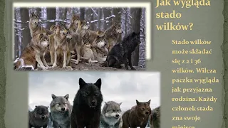 Wolves in Belarus PL