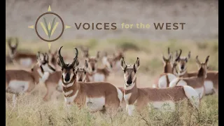 4-26-23 Voices for the West — Wildlife Migration: Paths Worth Protecting