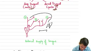 Anatomy of Tongue l Arterial Supply and Lymphatic Drainage l Nerve Supply