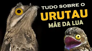 URUTAU (mãe-da-lua) - Pássaro noturno de canto melancólico, "Ave Fantasma" estranha e interessante!