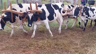 CHEGADA DOS CARREIROS EM  CONGONHAL MG VIERAM DEBAIXO DE CHUVA AMOR EM  CARREAR