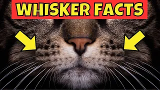 13 Amazing Facts About Cat Whiskers
