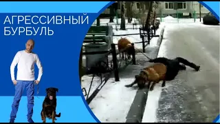 Агрессивный Бурбуль