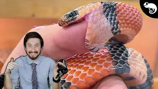 Can You Train a Snake Not to Bite?