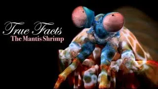 True Facts About The Mantis Shrimp