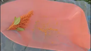 Amaranth harvesting method (separating seeds from chaff)