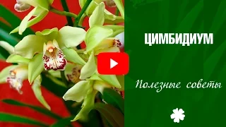 Орхидея Цимбидиум 🌼 Как правильно ухаживать за цветком ✅ Часть 2