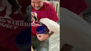 Cockatoo helps repair vacuum
