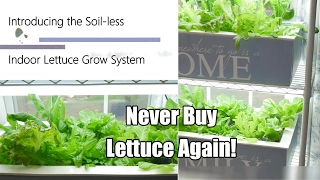 Never Buy Lettuce Again - The Indoor Soil-less Lettuce Grow System, DIY Clean & Easy! 4K