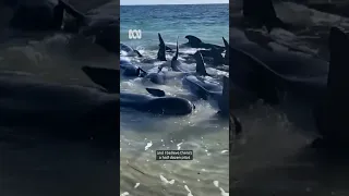 Mass whale stranding in WA | ABC News