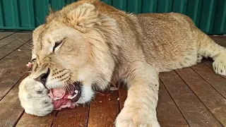 Лев Симба в приюте животных "Спаси меня" (Lion Simba in the animal shelter " Save me")