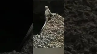 Iguana vs snakes.