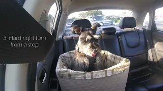 PetSafe (Solvit) Happy Ride Seat for Dogs Review: Life with Rocco