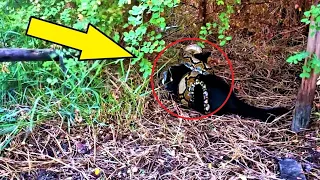 The snake grabbed the kitten and prepared to eat it! Then the incredible happened!