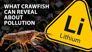 Crawfish help reveal the impact of lithium pollution | Headline Science