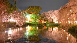 小田原城の桜 / 三島大社の夜桜