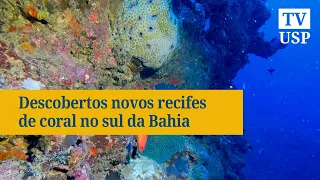 Descobertos novos recifes de coral no sul da Bahia #ciênciausp