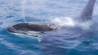 知床羅臼でホエールウォッチング。シャチに出逢えたか！？／Whale watching in Rausu, Shiretoko. Did you encounter a killer whale?