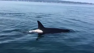 Crazy footage of killerwhales teaching their young how to hunt