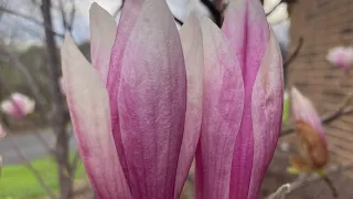 Magnolia flowers