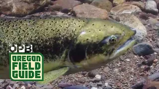 Underwater Footage with Spawning Salmon