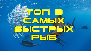 ТОП 3 самых быстрых рыб / РЫБА-ПАРУСНИК / РЫБА-МЕЧ / МАРЛИН / #shorts