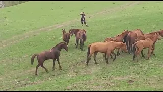 Semental Corindón caballos  Encuentro de primavera con yeguas Cavalos horses,