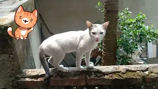Cat Meowing Video😸😸😸😸 || Cute Cat Video🐈🐈🐈🐈 || Cat Sound 😍😍😍😍