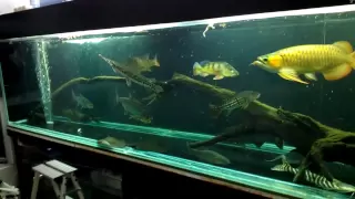 Predators tank feeding