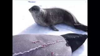 Weddell Seal pup