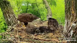 Decorah Eagles 5-18-20, 8-15 am Mom beautiful fly-in with fish