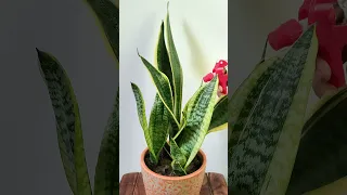 Snake Plant Care | Snake Plant Cleaning #shorts