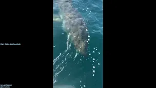 Big Great White Sneaks up on Boat at Wedge Island, South Australia | Shark Watch SA Classic