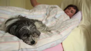 Peggy The Dog in Beddy Byes