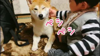 赤ちゃんから目が離せない柴犬 Dog Babysitting