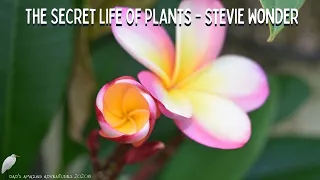 The Secret Life Of Plants - Stevie Wonder